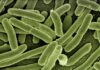 Czy bakterie w moczu są niebezpieczne?
